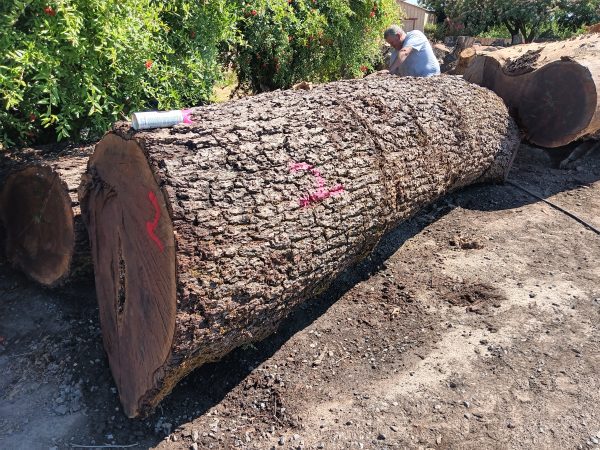 Black Walnut - Image 12
