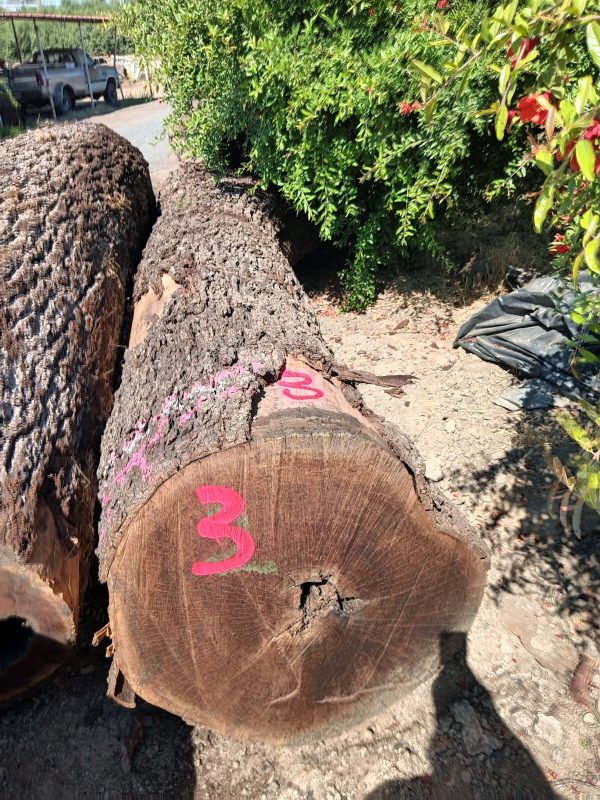 Black Walnut - Image 11