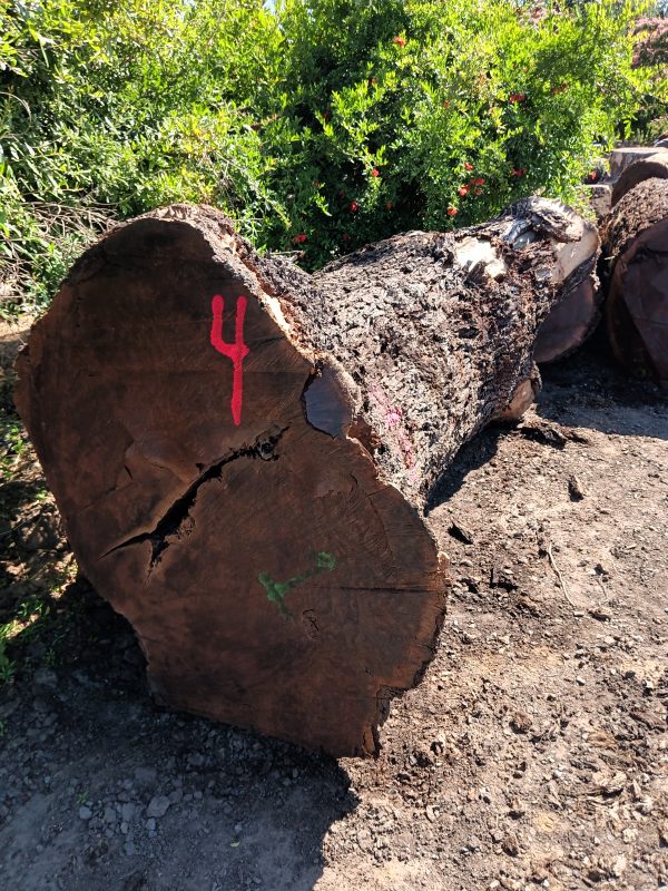 Black Walnut - Image 10