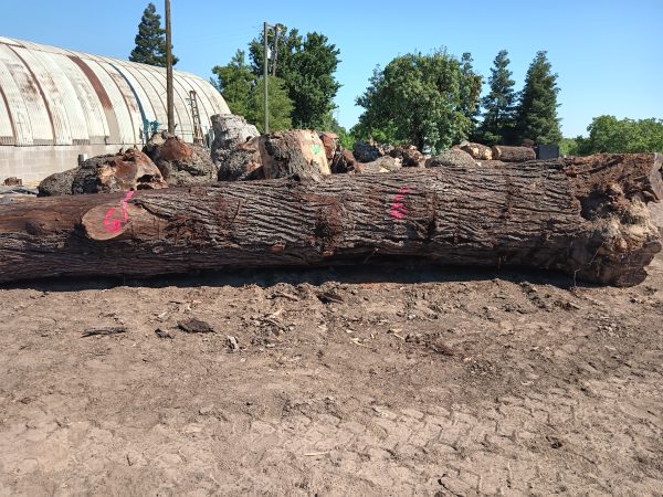 Black Walnut - Image 9