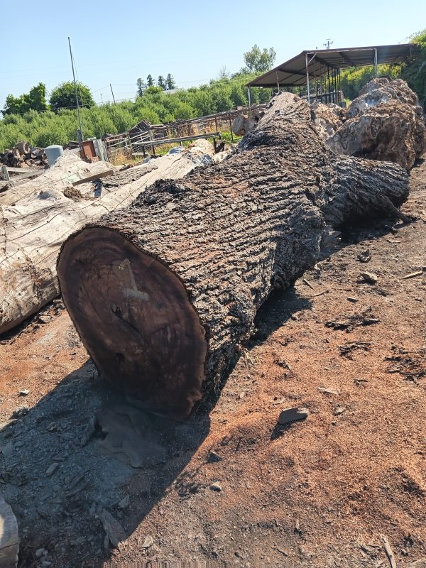 Black Walnut - Image 8