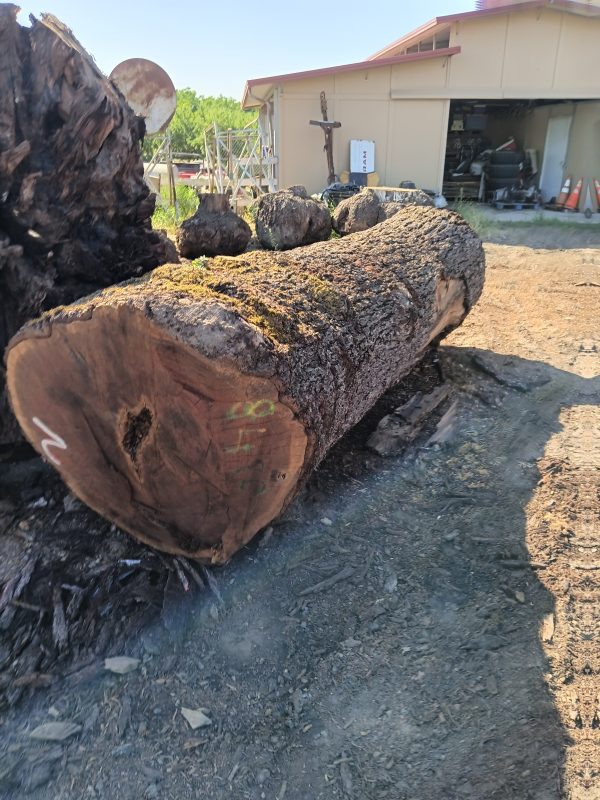 Black Walnut - Image 7