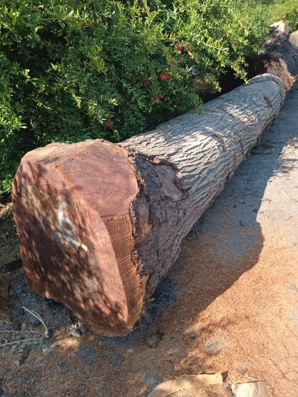 Black Walnut - Image 4