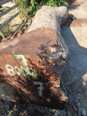 Black Walnut