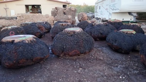 Walnut burls - Image 2