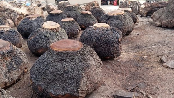 Walnut burls - Image 3