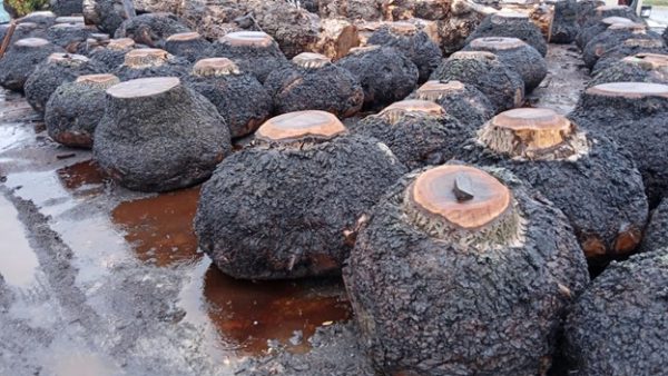 Walnut burls - Image 6