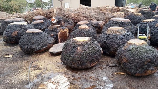 Walnut burls - Image 8