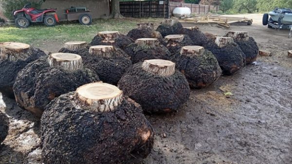 Walnut burls - Image 9