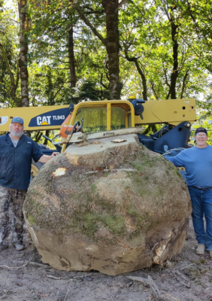 Maple Burls