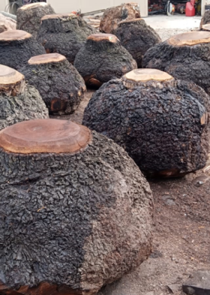 Walnut burls
