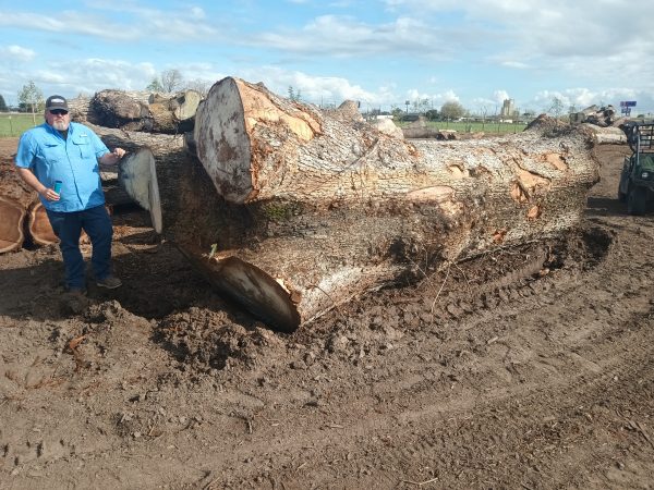 HARDWOODS - Image 12