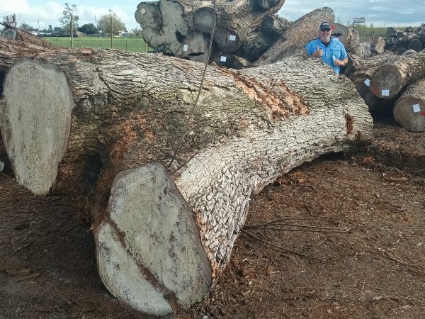 HARDWOODS - Image 11