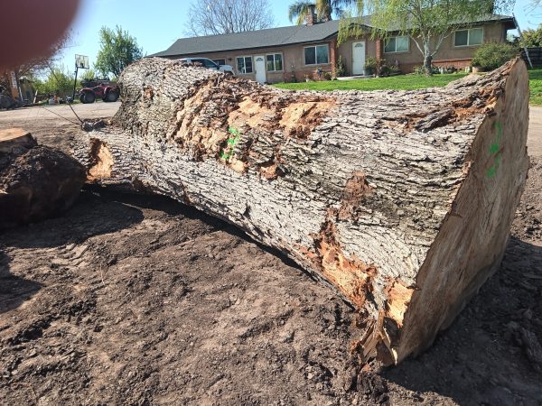 HARDWOODS - Image 7