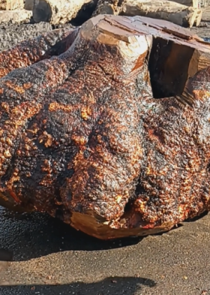 Madrone Burl